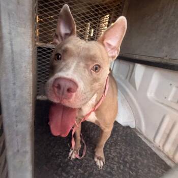 Madison -  Pit Bull Terrier and Mixed Breed Dog for Adoption in Edinburg, Texas - Madison | PetCurious