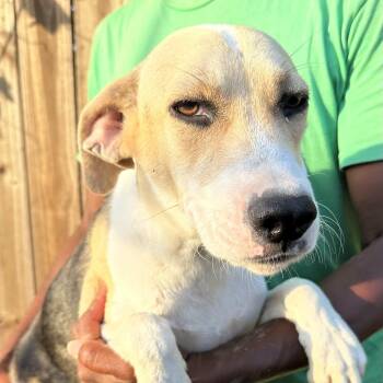 Suzy - Local July 10-12 -  Beagle Dog for Adoption in Brookshire, Texas - Suzy - Local July 10-12 | PetCurious