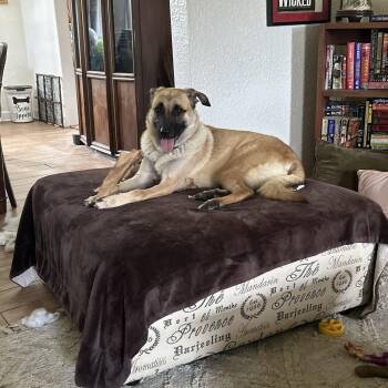 Astrid -  Shepherd Dog for Adoption in New Orleans, Louisiana - Astrid | PetCurious