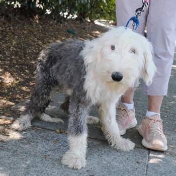 BUBBLES -  Bearded Collie Dog for Adoption in Richmond, California - BUBBLES | PetCurious