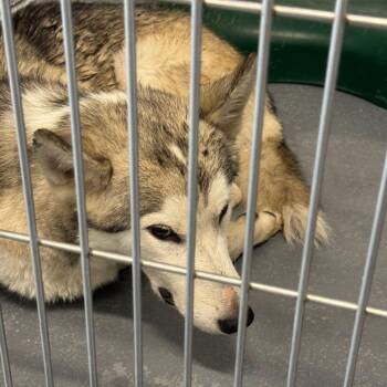 Yogi -  Husky Dog for Adoption in Kingman, Arizona - Yogi | PetCurious