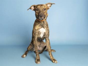 PABLO -  Pit Bull Terrier Dog for Adoption in Phoenix, Arizona - PABLO | PetCurious