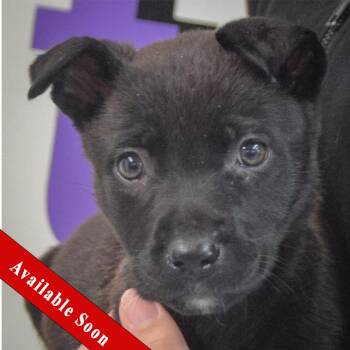 Black Labrador Retriever and Patterdale Terrier Fell Terrier Dogs Available for Adoption in Huntley, Illinois - Jennie | PetCurious