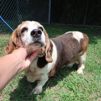 Lola -  Basset Hound and Mixed Breed Dog for Adoption in Pearland, Texas - Lola | PetCurious