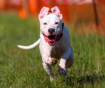 Blizzard -  American Bully and American Staffordshire Terrier Dog for Adoption in Maybrook, New York - Blizzard | PetCurious