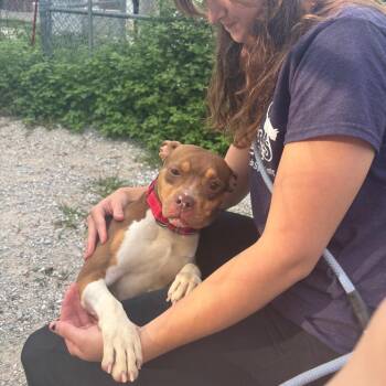 Drummer -  Pit Bull Terrier and Mixed Breed Dog for Adoption in Columbia, Missouri - Drummer | PetCurious