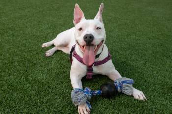 Pit Bull Terrier Dogs Available for Adoption in Burlingame, California - Princess | PetCurious
