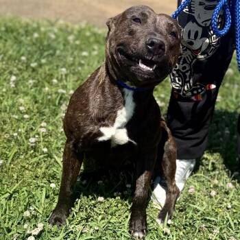 Mixed Breed Dogs Available for Adoption in Corinth, Mississippi - Kroger | PetCurious