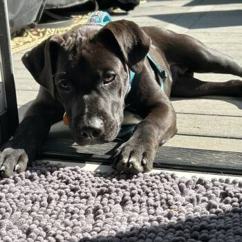 Black Labrador Retriever Dogs Available for Adoption in Avondale, Pennsylvania - Andy | PetCurious