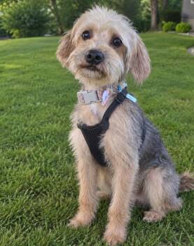 Chewy -  Yorkie Poo Dog for Adoption in Cedar Rapids, Iowa - Chewy | PetCurious
