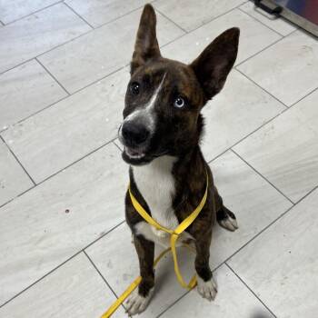 Mixed Breed Dogs Available for Adoption in Lufkin, Texas - Louie | PetCurious