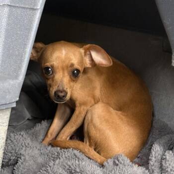 Calvin -  Chihuahua and Mixed Breed Dog for Adoption in Fort Bragg, California - Calvin | PetCurious