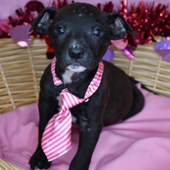 Black Mouth Cur and Great Dane Dogs Available for Adoption - Vernon | PetCurious