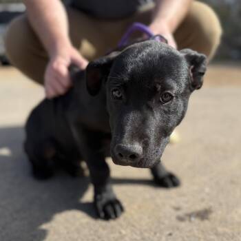 Labrador Retriever Dogs Available for Adoption - Bucket | PetCurious