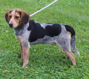 Ruger (12035) -  Beagle Dog for Adoption in Heath, Ohio - Ruger (12035) | PetCurious