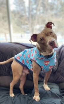 Pit Bull Terrier Dogs Available for Adoption - Hank | PetCurious