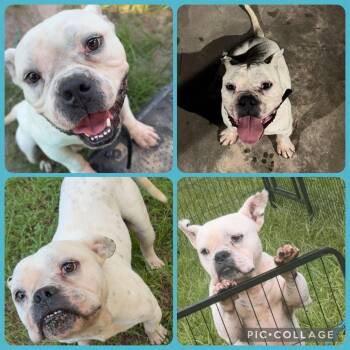 Bubba -  American Bulldog Dog for Adoption in The Woodlands, Texas - Bubba | PetCurious