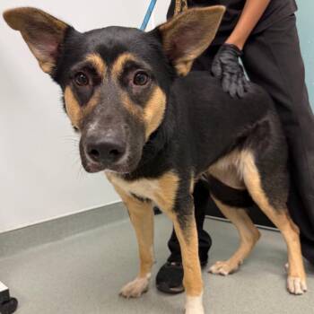 Ponce -  Shepherd Dog for Adoption in Abilene, Texas - Ponce | PetCurious