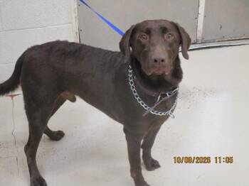 Solomon(825) -  Labrador Retriever Dog for Adoption in Marietta, Georgia - Solomon(825) | PetCurious
