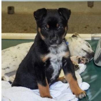 Australian Cattle Dog Blue Heeler and Mixed Breed Dogs Available for Adoption in Parker, Colorado - 559 (2026) Buzby | PetCurious