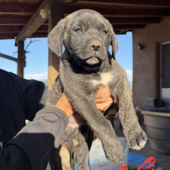 731 (2026) Octavia -  Cane Corso Dog for Adoption in Parker, Colorado - 731 (2026) Octavia | PetCurious