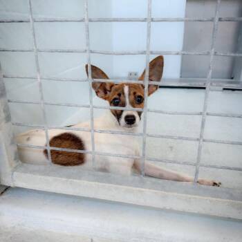 Hope 26-08-071 -  Chihuahua Dog for Adoption in Bastrop, Texas - Hope 26-08-071 | PetCurious