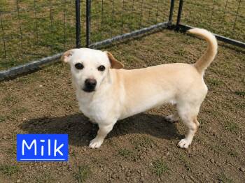 Milk -  Dachshund Dog for Adoption in Minneapolis, Minnesota - Milk | PetCurious