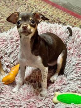 Lotus -  Chihuahua Dog for Adoption in Canyon Lake, Texas - Lotus | PetCurious