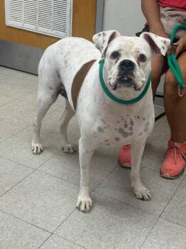 Marge (MiMi) -  Boxer Dog for Adoption in Sorrento, Louisiana - Marge (MiMi) | PetCurious