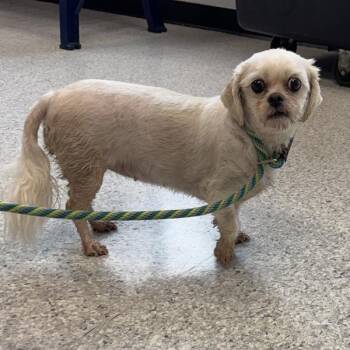 Sassy -  Shih Tzu Dog for Adoption in Des Moines, Iowa - Sassy | PetCurious