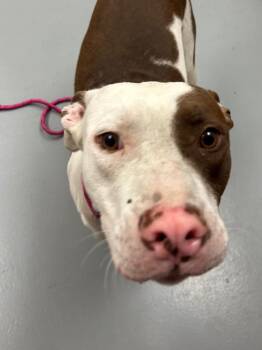 Damon -  Pit Bull Terrier Dog for Adoption in Hartsville, South Carolina - Damon | PetCurious