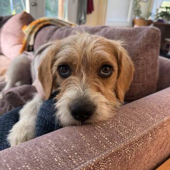 Terrier Dogs Available for Adoption in Fairfax, Virginia - Momma Charlie | PetCurious