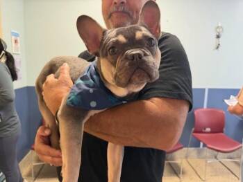 French Bulldog Dogs Available for Adoption - JOSE | PetCurious