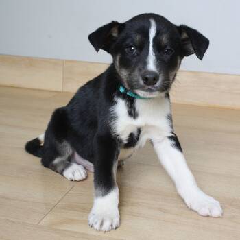 Rescue Border Collie and Mixed Breed Dogs for Adoption in Minnetonka, Minnesota - Drumstick D67059 | PetCurious