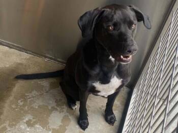 RAGNAR -  Labrador Retriever and Mixed Breed Dog for Adoption in Tustin, California - RAGNAR | PetCurious