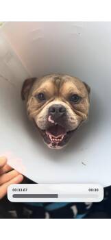 Stetson -  Bulldog Dog for Adoption in Pompano Beach, Florida - Stetson | PetCurious