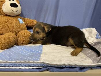 German Shepherd Dog and Belgian Shepherd Malinois Dogs Available for Adoption in Modesto, California - A609176 | PetCurious