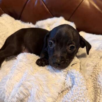 Terrier and Mixed Breed Dogs Available for Adoption in Sacramento, California - Nick | PetCurious