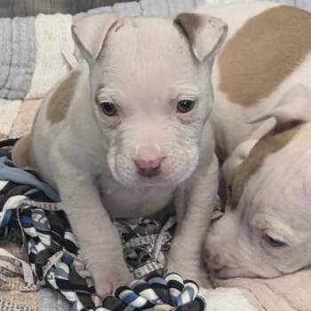 Pit Bull Terrier Dogs Available for Adoption in Chesapeake, Virginia - Sunflower | PetCurious