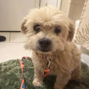 Owen C-34127 -  Shih Tzu Dog for Adoption in Oklahoma City, Oklahoma - Owen C-34127 | PetCurious