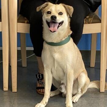 Rescue Chihuahua and Mixed Breed Dogs for Adoption in Long Beach, California - Benzo | PetCurious