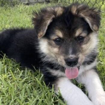 Peanut -  Shepherd Dog for Adoption in Briarcliff Manor, New York - Peanut | PetCurious