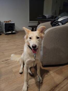 Jolene -  Australian Shepherd Dog for Adoption in Marina Del Rey, California - Jolene | PetCurious