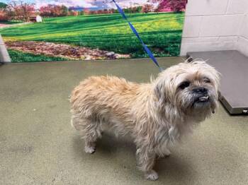 A554234 -  Lhasa Apso Dog for Adoption in Moreno Valley, California - A554234 | PetCurious