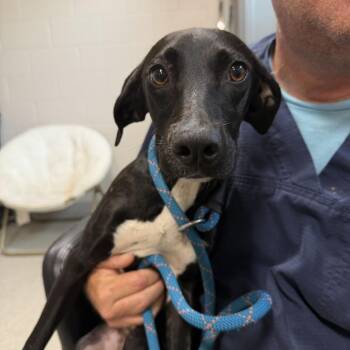Black Mouth Cur and Mixed Breed Dogs Available for Adoption in Englewood, Florida - Harriet | PetCurious