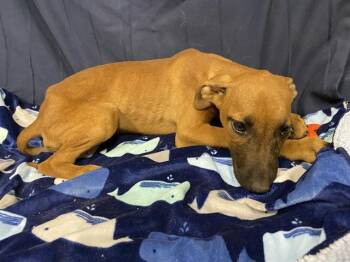 Doberman Pinscher and Mixed Breed Dogs Available for Adoption in Modesto, California - A610022 | PetCurious