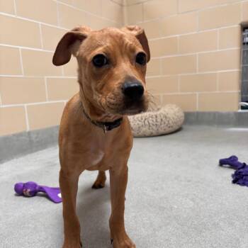 Luca -  Boxer and Mixed Breed Dog for Adoption in Hawthorne, California - Luca | PetCurious