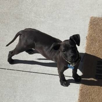 Chihuahua and Terrier Dogs Available for Adoption in Minneapolis, Minnesota - Emerson | PetCurious