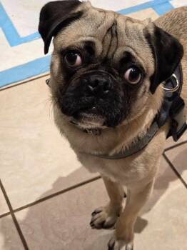 Casey -  Pug Dog for Adoption in Libertyville, Illinois - Casey | PetCurious