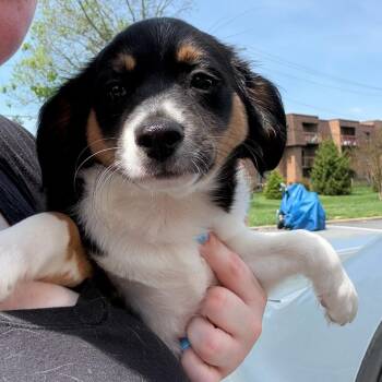 Beagle Dogs Available for Adoption in Rockville, Maryland - Lucky Charms | PetCurious